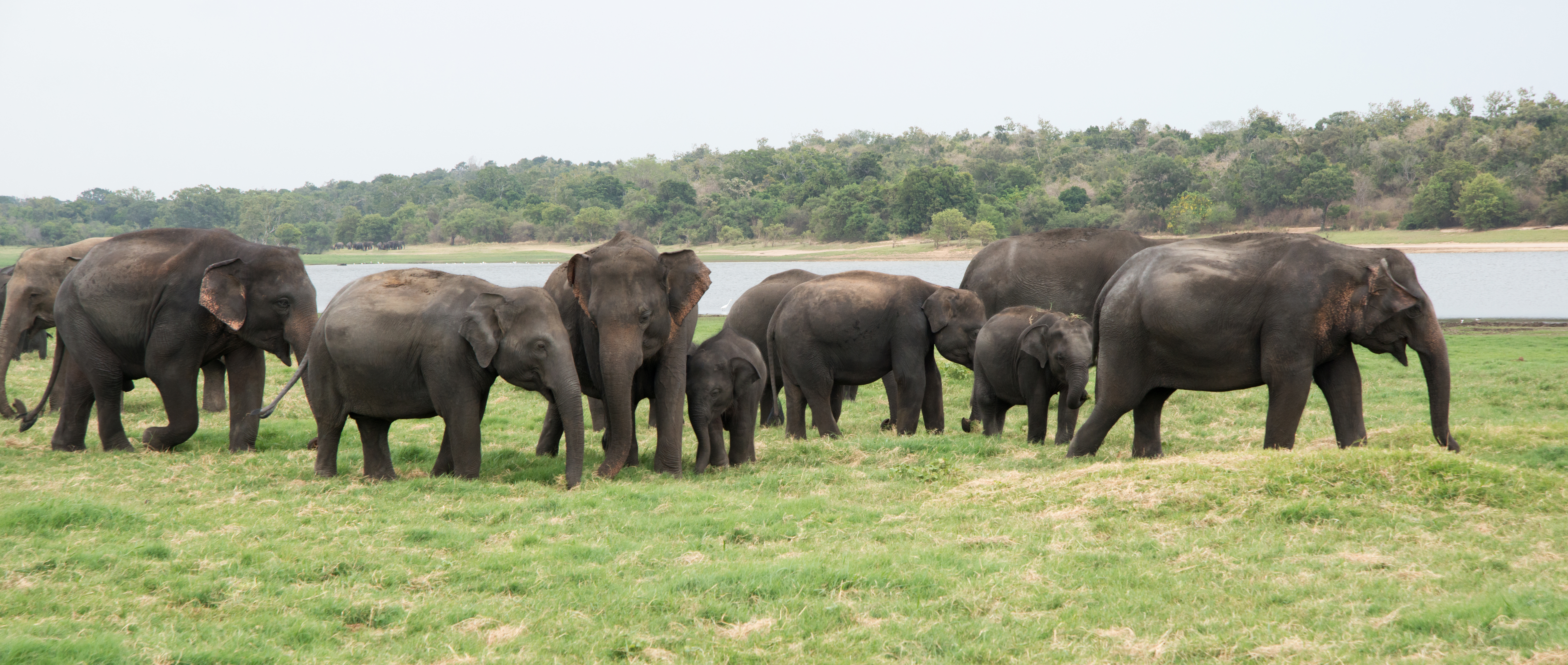 Ultimate Sri Lankan Adventure